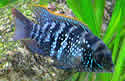 electric-blue