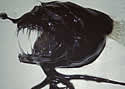 fangfish
