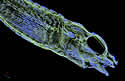 fishscan