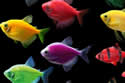 glowfish