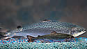 gmosalmon