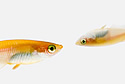 goldfish