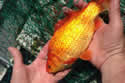goldfishca