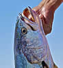 gulfcorvina