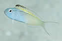 heroinfish