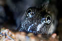 leapingblenny