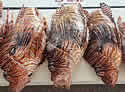 lionfish