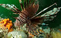 lionfishmex