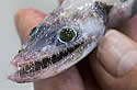lizardfish