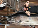 massivemarlin