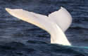 migtail