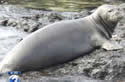 monkseal