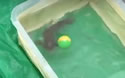 neymarfish