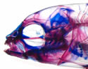 non-genetic-variation-fish-evolution-jawssm