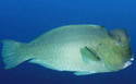 parrotfish