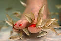 pedicure