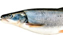 pikeminnow