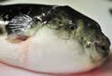 puffer