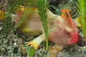redhandfish