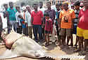 sawfish