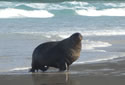 sealionkiwi