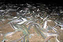 silverfish
