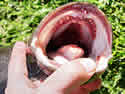 snakehead