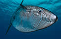 sunfish