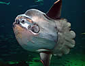sunfishnew