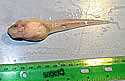 trenchfish