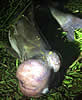 turmorfish