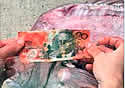 20bill