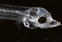 abula
