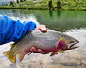 airfish