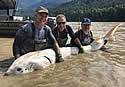 albinosturgeon