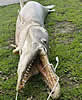 alligatorgar