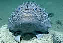 anglerfish