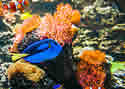 aquarium