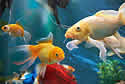 aquariumfish