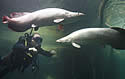 armorfish