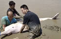 azerdolphin