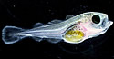babyhaddock