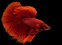 betta