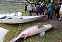 bigfishdeath