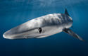 bllueshark