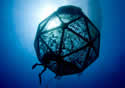 blueball