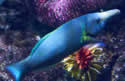 bluefishsex