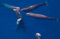 bluewhaleculture