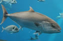 bluefintuna