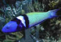 blueheadwrasse